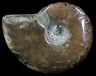 Flashy Red Iridescent Ammonite - Wide #52355-1